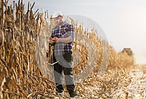 Young farmer examine corn in corn field during harvest