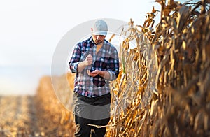 Young farmer examine corn seed in corn fields