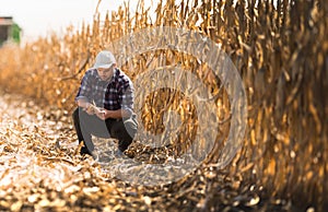 Young farmer examine corn seed in corn fields