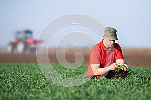 Young farmer examing planted wheat fields