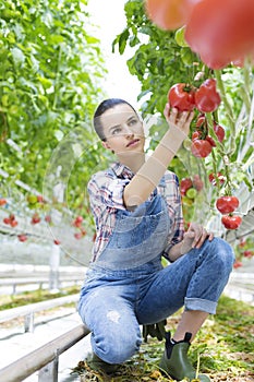 Young farmer examining tomatoes while kneeling in greenhouse