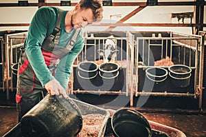 Young farmer feeding calf in the cowshed in dairy farm