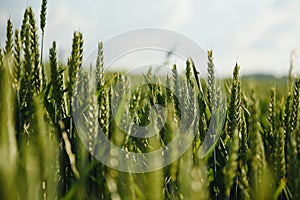 A young farmer in a field with green peas inspects the growth of plants with a tablet in his hands