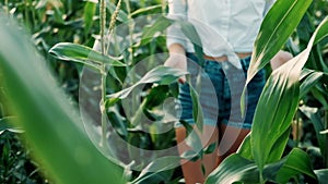 Young farmer girl in a hat holds corn shoots in her hands, moving slowly through the corn field. Close-up. Cultivation