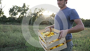 Young farmer going on the field with wooden box of organic bush pumpkin.