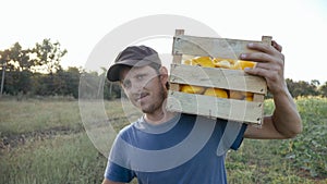 Young farmer going on the field with wooden box of organic bush pumpkin.