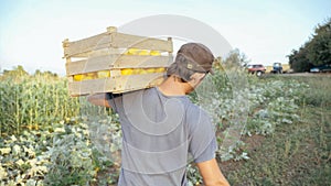 Young farmer going on the field with wooden box of organic bush pumpkin.