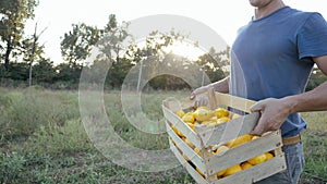 Young farmer going on the field with wooden box of organic bush pumpkin.