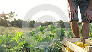 Young farmer harvesting a bush pumpkin in wood box at field of organic farm.