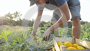 Young farmer harvesting a bush pumpkin in wood box at field of organic farm.