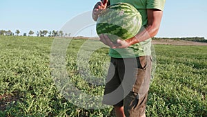 Young farmer harvesting watermelon crop at field of organic farm.