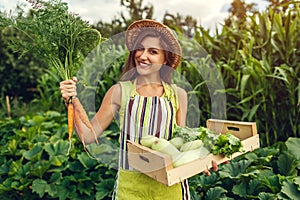 Young farmer holding carrots and wooden box filled with fresh vegetables. Woman gathered summer crop. Gardening