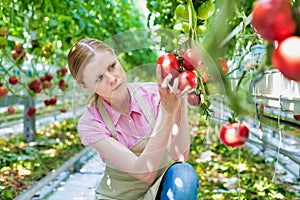 Young farmer holding tomato at greenhouse
