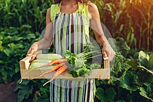 Young farmer holding wooden box filled with fresh vegetables. Woman gathered summer crop. Gardening