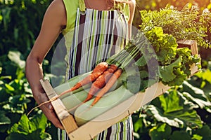 Young farmer holding wooden box filled with fresh vegetables. Woman gathered summer crop. Gardening