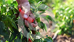 Young farmer inspecting pepper crop for readiness for harvesting.
