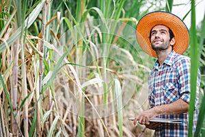 young farmer with laptop in sugarcane field to checking quality before harvest.