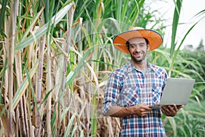 young farmer with laptop in sugarcane field to checking quality before harvest.