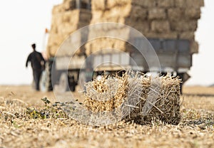 A young farmer is loading bales straw