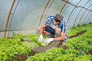 Young farmer man checking crops of the salad vegetable in his greenhouse to be sure that he is providing high quality of fresh hea