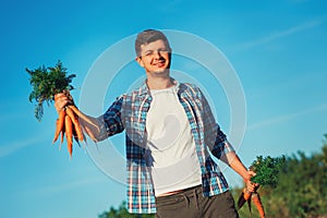 Young Farmer Man staying and Holding bunch harvested Fresh Carrot in Garden on blue sky background. Natural Organic Bio Vegetables