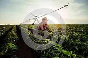 Young farmer in pepper fields