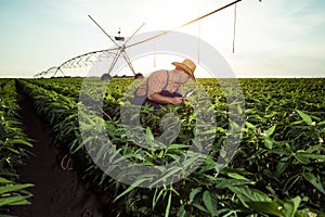 Young farmer in pepper fields