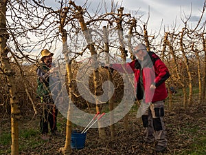 Young farmer pruning a tree with a straw hat using pruning shears, with an older farmer