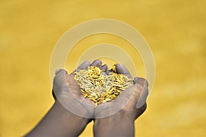 A young farmer& x27;s son holding a hand full of rice grains from his fields.