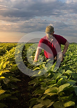 Young farmer in soybean fields