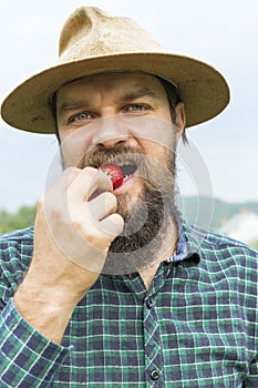 Young farmer in a strawberry field tasting a red fresh picked st