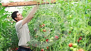 Young farmer ties up tomato plants.