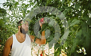 Young farmer in the tomato greenhouse