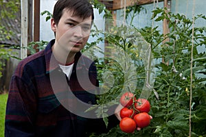 Young farmer with tomatoes