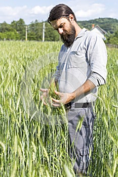 Young farmer touching with care his cultivated wheat