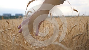 Young farmer walking through the barley field and stroking with arm golden ears of crop. Male hand moving over ripe