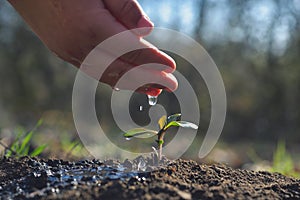 Young farmer watering a young plant growing in garden with sunlight. Earth day concept