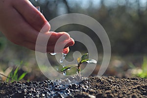 Young farmer watering a young plant growing in garden with sunlight. Earth day concept