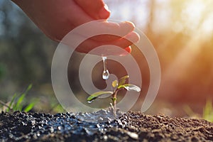 Young farmer watering a young plant growing in garden with sunlight. Earth day concept