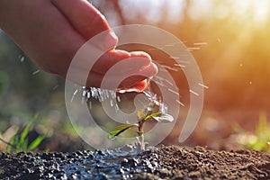 Young farmer watering a young plant growing in garden with sunlight. Earth day concept