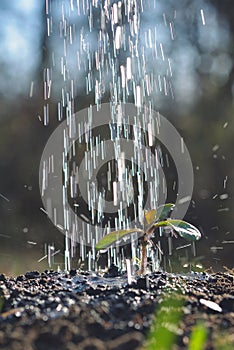 Young farmer watering a young plant growing in garden with sunlight. Earth day concept