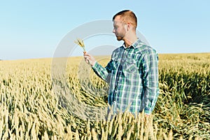 Young farmer in a wheat field before the harvest