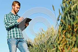 Young farmer in a wheat field before the harvest