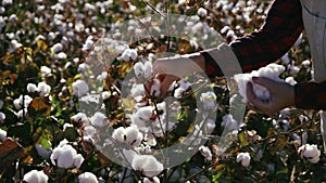 Young farmer woman harvesting cotton. Agriculture and textile industry