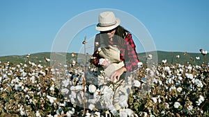 Young farmer woman harvesting cotton. Agriculture and textile industry