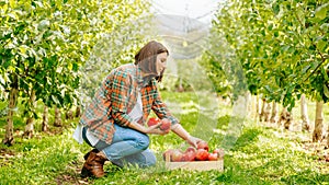 A young farmer woman leaned over a crate of freshly picked fruit.