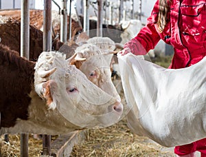 Farmer woman feeding cows in stable