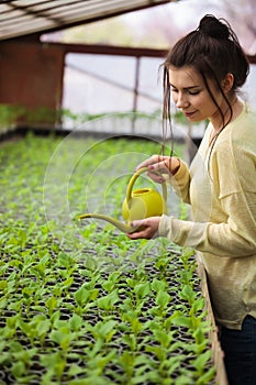 Young farmer woman watering green seedlings in greenhouse