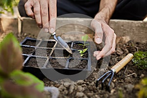 Young farmer working in his garden getting ready for summer season. Man tenderly planting green sprout with garden tools