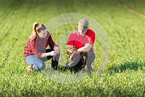 Young farmers examing planted wheat in the field photo
